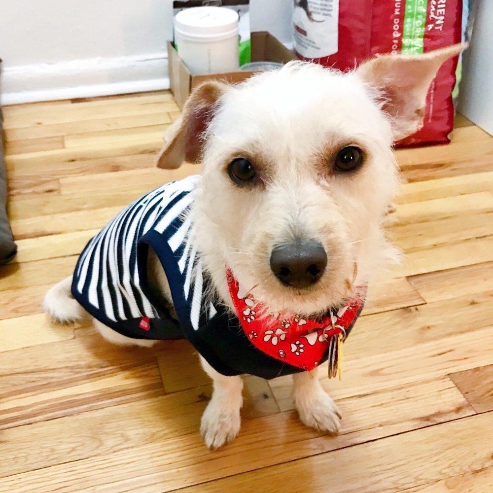 MONAMI DOG GROOMING Updated September 2024 12 Reviews 15211