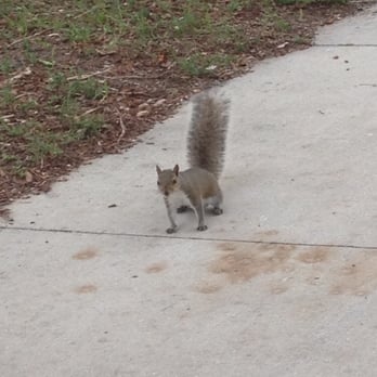 Veterans Park - The natives are restless - Parks Near Me - Cape Coral, Florida