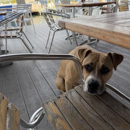 Dog friendly Dog friendly