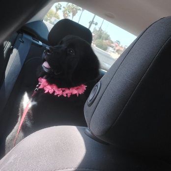 Johnny's Doghouse - Pet Groomers Near Me - Tempe, Arizona
