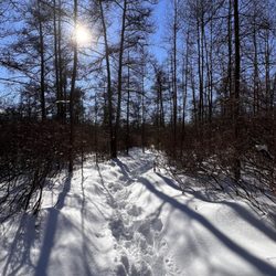 Cooperrider-Kent Bog State Nature Preserve