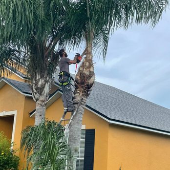 Xtreme Outdoor Solutions - a man trimming a palm tree - Lawn Services Near Me - Sanford, Florida Xtreme Outdoor Solutions - a man trimming a palm tree - Lawn Services Near Me - Sanford, Florida