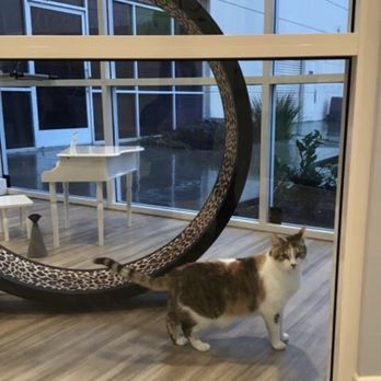 Club Cat - Pet Boarding Near Me - Irvine, California