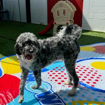 BHV Austin TOO - Pet Boarding Near Me - Austin, Texas BHV Austin TOO - Pet Boarding Near Me - Austin, Texas