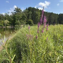 Oscoda Canoe Rental