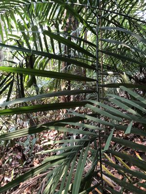 Bukit Timah Nature Reserve by null