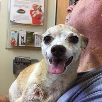 Gilbert Veterinary Hospital - Veterinarians Near Me - Gilbert, Arizona