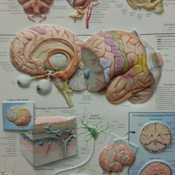 Waseem Ibrahim, MD - Neurologist Near Me - Riverside, California Waseem Ibrahim, MD - Neurologist Near Me - Riverside, California