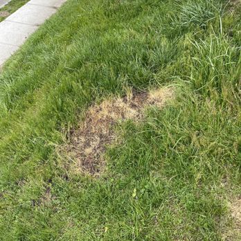 TruGreen Lawn Care - Burned a hole in my front lawn - Tree Services Near Me - Danbury, Connecticut TruGreen Lawn Care - Burned a hole in my front lawn - Tree Services Near Me - Danbury, Connecticut