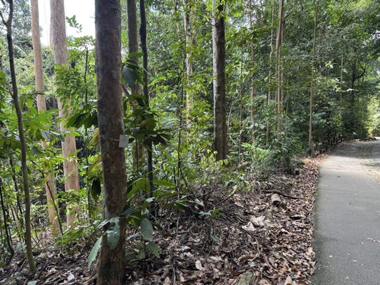 Bukit Timah Nature Reserve by null