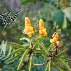 Caloosahatchee Creeks Preserve East - Candle Bush Floewrs
