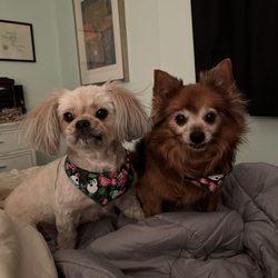 The Petropolitan - Dolce and Gabbana (my furballs)