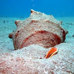 BWB Diving - Horned Helmet Shell, Airport Beach