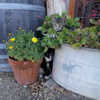 Jack Creek Farms - Resident kittens entertaining the guests - Fruits & Veggies Near Me - Templeton, California