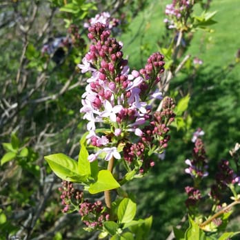 Highland Park - Lilacs in bloom - Parks Near Me - Rochester, New York Highland Park - Lilacs in bloom - Parks Near Me - Rochester, New York