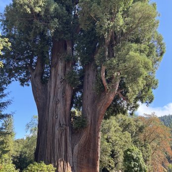 Grandfather Tree - Souvenir Shops Near Me - Piercy, California