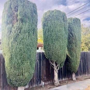 M&M Tree Service - Tree Services Near Me - La Puente, California