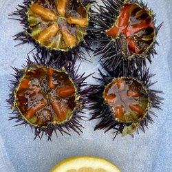 Al Tubo - Sea urchins