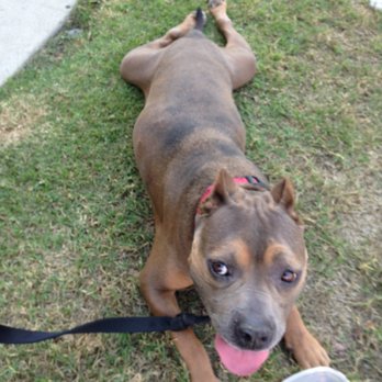 Four Paws Running - A 60 minute walk will get your dog happy and tired! - Dog Walkers Near Me - Altadena, California Four Paws Running - A 60 minute walk will get your dog happy and tired! - Dog Walkers Near Me - Altadena, California