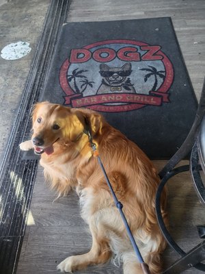 Dogz Bar & Grill by null