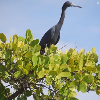 West Lake Park - A Little Blue Heron perched on the top of a mangrove. This one was hard to photograph from the canoe due to the choppy water. - Parks Near Me - Hollywood, Florida West Lake Park - A Little Blue Heron perched on the top of a mangrove. This one was hard to photograph from the canoe due to the choppy water. - Parks Near Me - Hollywood, Florida