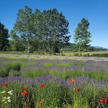 Purple Haze Lavender Farm - Flowers & Gifts Near Me - Sequim, Washington