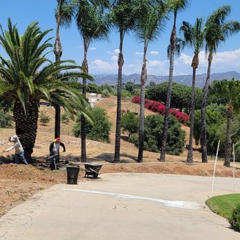 Green Bee Tree Service - Excellent work. - Tree Services Near Me - Escondido, California Green Bee Tree Service - Excellent work. - Tree Services Near Me - Escondido, California