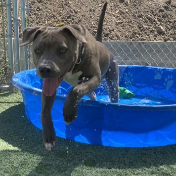 Happy Paws Kennels - Pet Boarding Near Me - Dixon, California