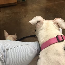 South Park Animal Hospital