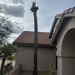 Dead palm tree Dead palm tree
