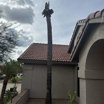 Open View Landscape And Tree Service - Dead palm tree - Tree Services Near Me Open View Landscape And Tree Service - Dead palm tree - Tree Services Near Me