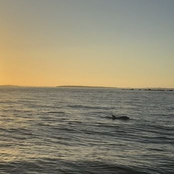 Captain Derek's Dolphin Adventure - Tours Near Me - Tybee Island, Georgia