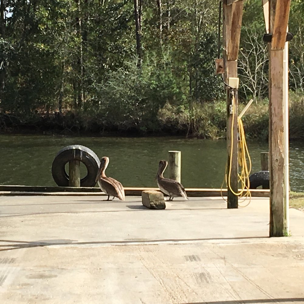 SAFE HARBOUR SEAFOOD Updated September 2024 5822 Heritage Cir, Bon Secour, Alabama Seafood