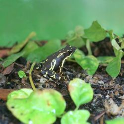 LLLReptile & Supply- Henderson - Yellow harlequin toad