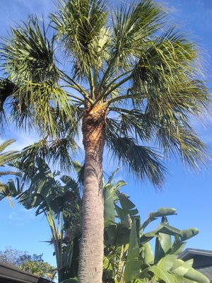 Trim Time Tree Service on Yelp