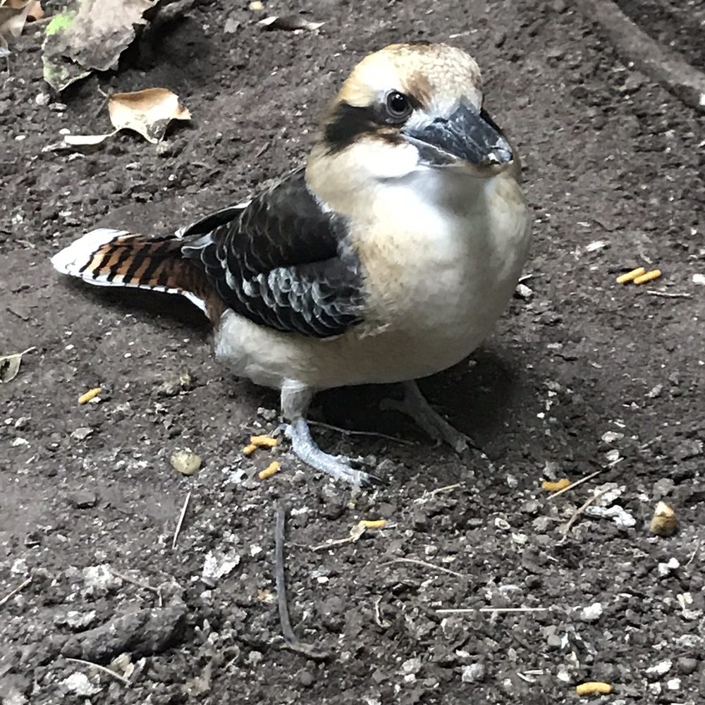 Bird Kingdom - Kukabara - Zoos Near Me - Niagara Falls, Ontario Bird Kingdom - Kukabara - Zoos Near Me - Niagara Falls, Ontario