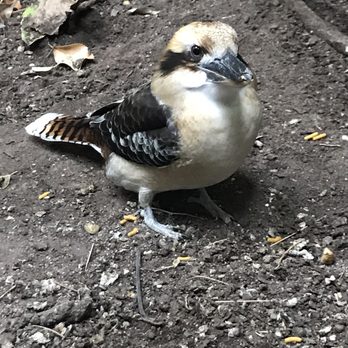 Bird Kingdom - Kukabara - Zoos Near Me - Niagara Falls, Ontario