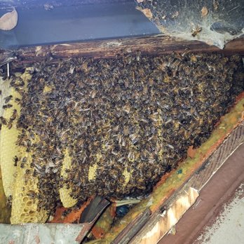 Bee Removal - Pest Control Near Me Bee Removal - Pest Control Near Me