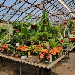 Strader's Garden Center - Houseplant section