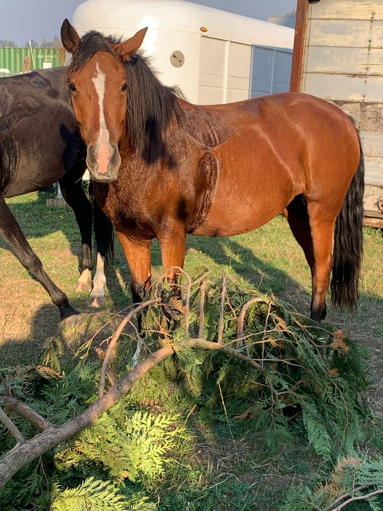 Roy Horse trainer/ tamer