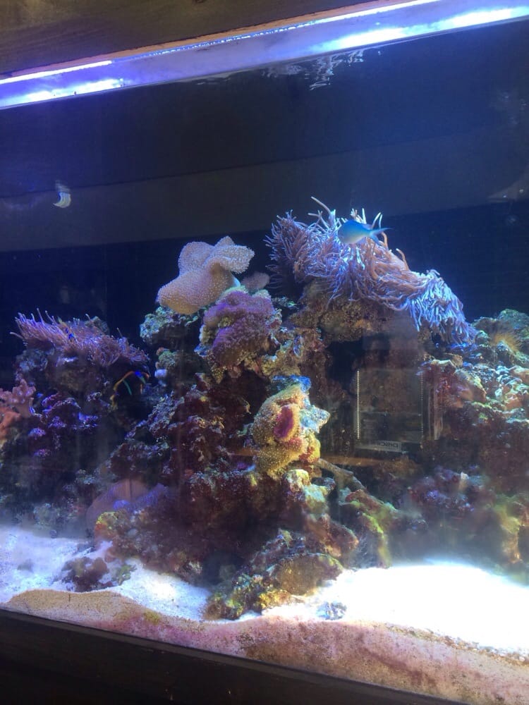 REEF LIFE AQUARIUMS Updated October 2024 5511 Hwy 280, Birmingham, Alabama Pet Stores