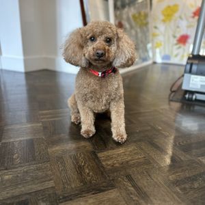 Dallas Mobile Pet Spaw on Yelp