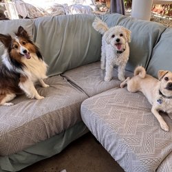 Playful Pal Pet Care - Social Hour- more friends welcome.