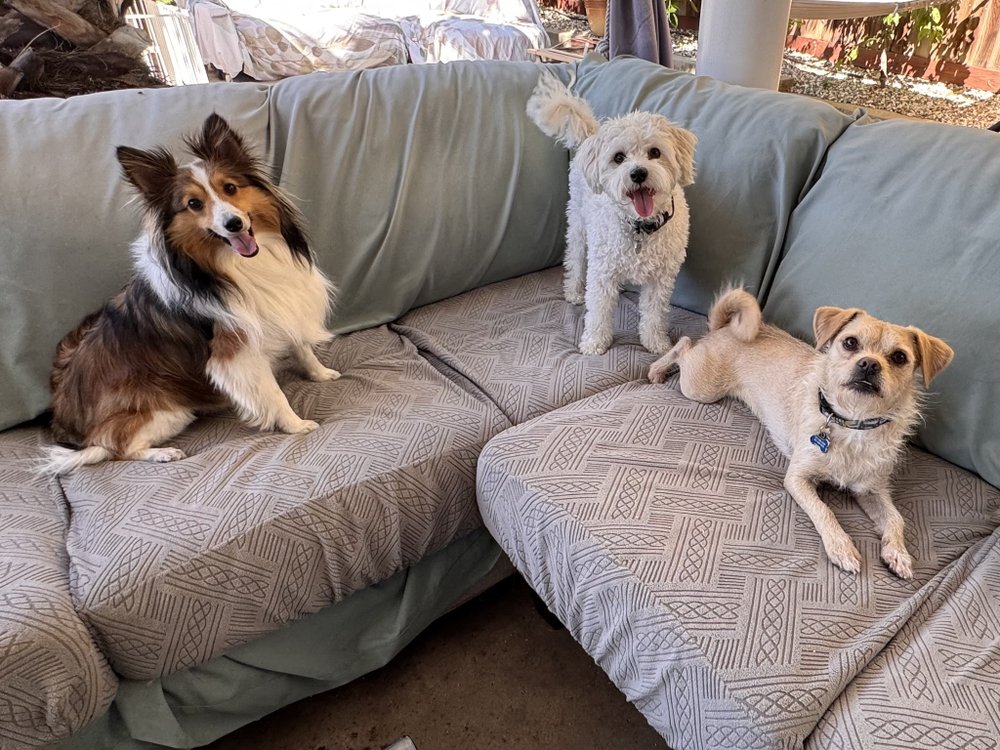 Playful Pal Pet Care - pet boarding facility in Roseville, CA