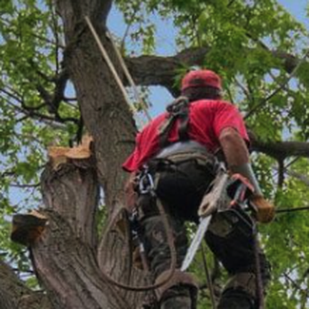 Arbor Pro Tree Experts - Tree removal - Tree Services Near Me - Lakewood, Colorado Arbor Pro Tree Experts - Tree removal - Tree Services Near Me - Lakewood, Colorado