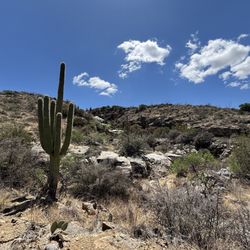 Douglas Springs Trailhead - Saguaro National Park