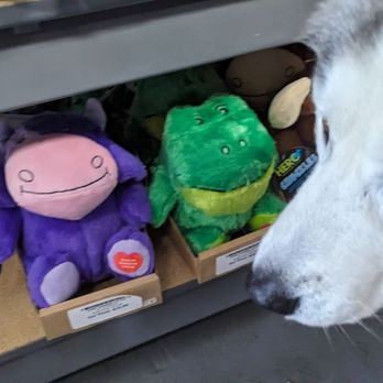 Dog Supplies Outlet - Pet Stores Near Me - Las Vegas, Nevada Dog Supplies Outlet - Pet Stores Near Me - Las Vegas, Nevada