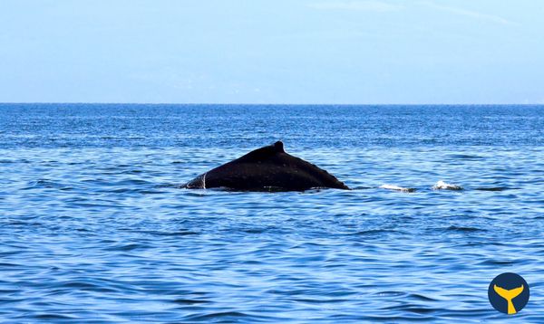 Prince of Whales - Whale & Marine Wildlife Adventures Vancouver by null