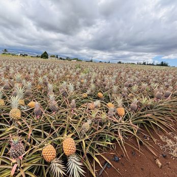 Maui Pineapple Tour - Tours Near Me - Makawao, Hawaii