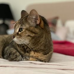 Malibu Pet Care - Chloe napping, wondering when there will be 2nd breakfast
